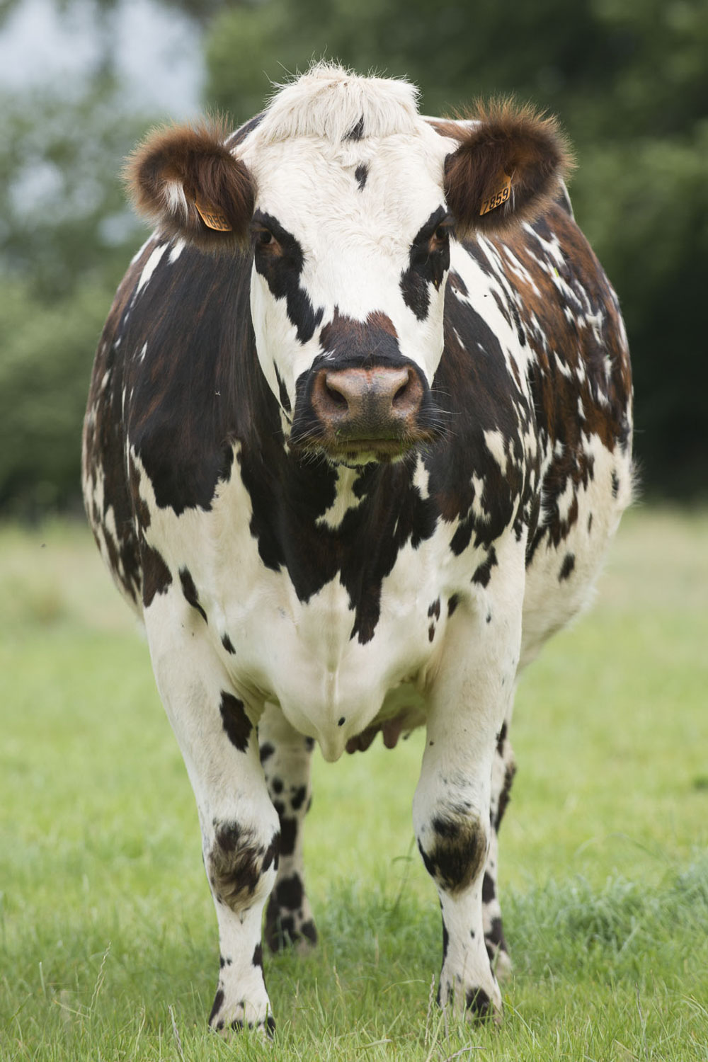 Photographe agroalimentaire - Maison du Lait / CNIEL